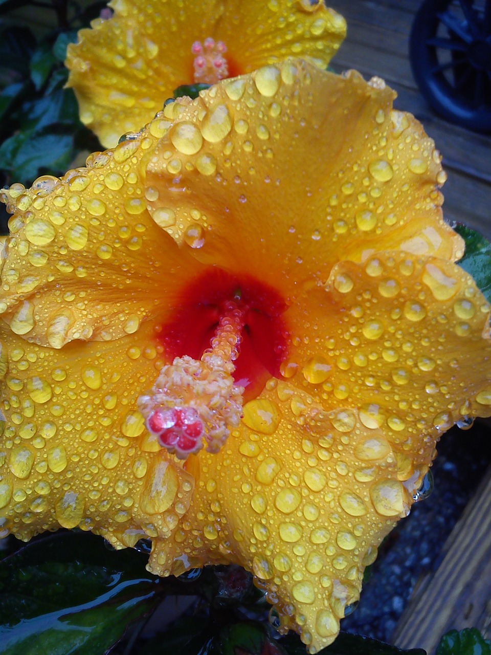 hibiscus yellow dew free photo