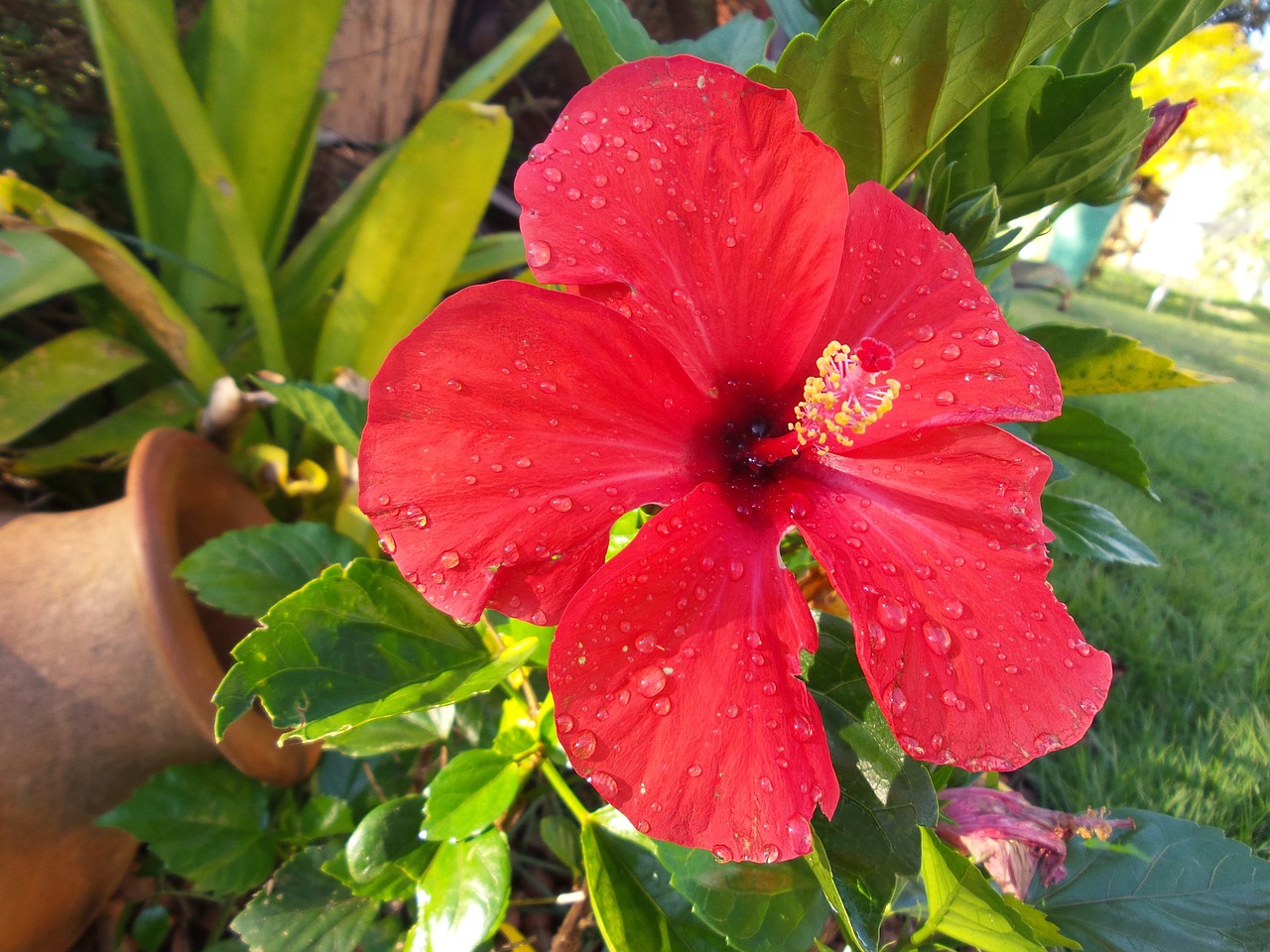 hibiscus red goddess free photo