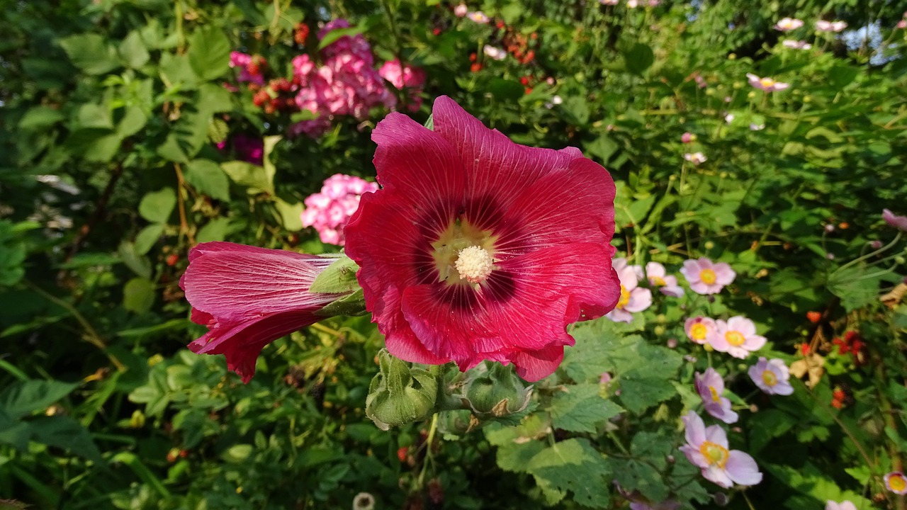 hibiscus red flower close free photo