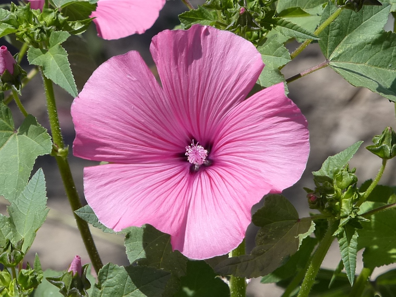 hibiscus purple blossom free photo