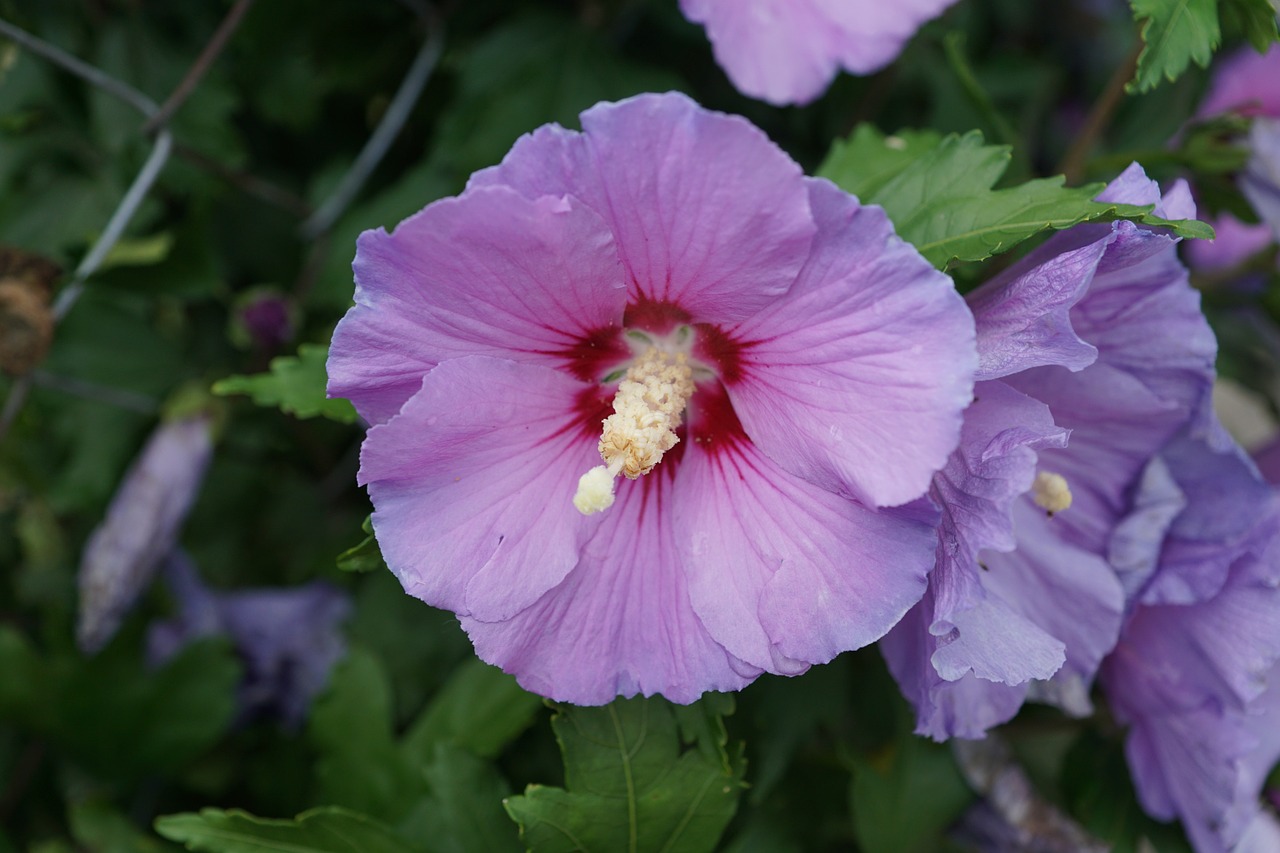 hibiscus flower blossom free photo