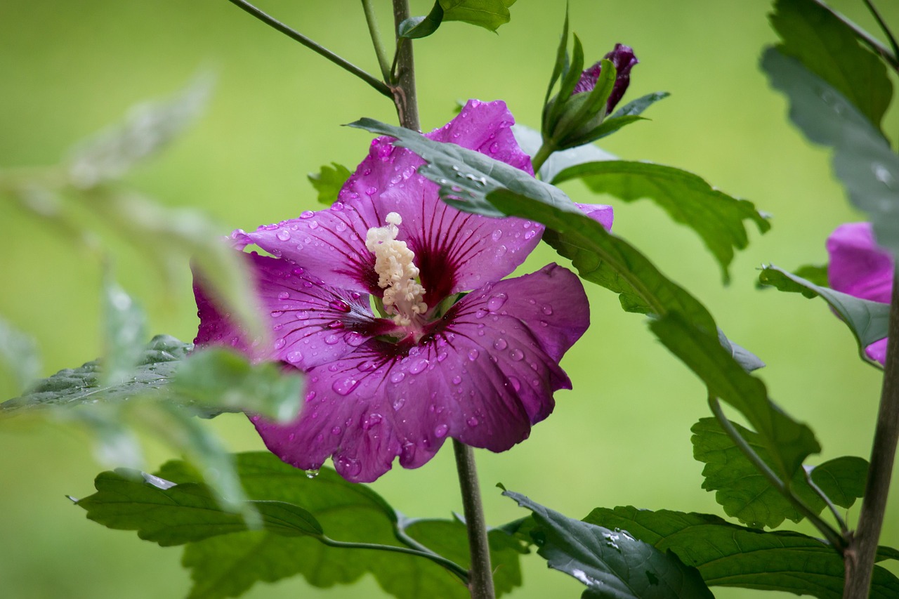 hibiscus mallow blossom free photo