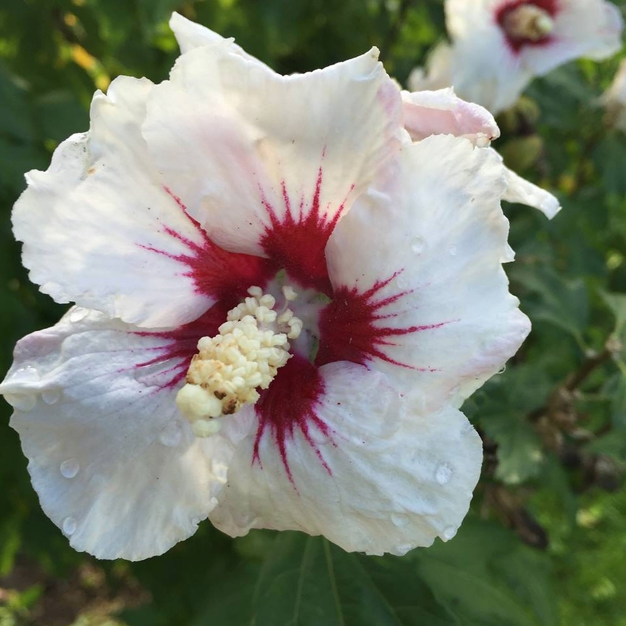 hibiscus flower blossom free photo