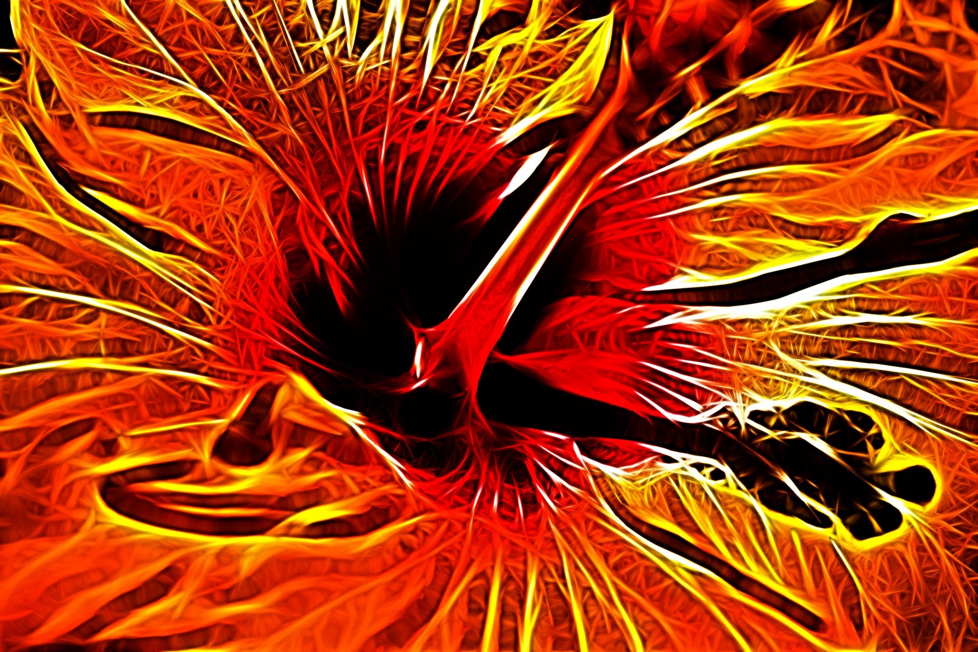 hibiscus flower art free photo