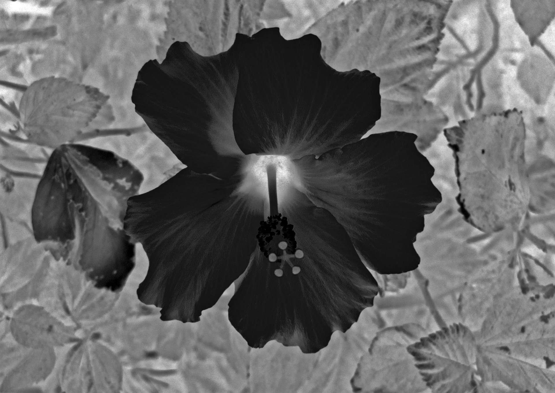 flower black white free photo