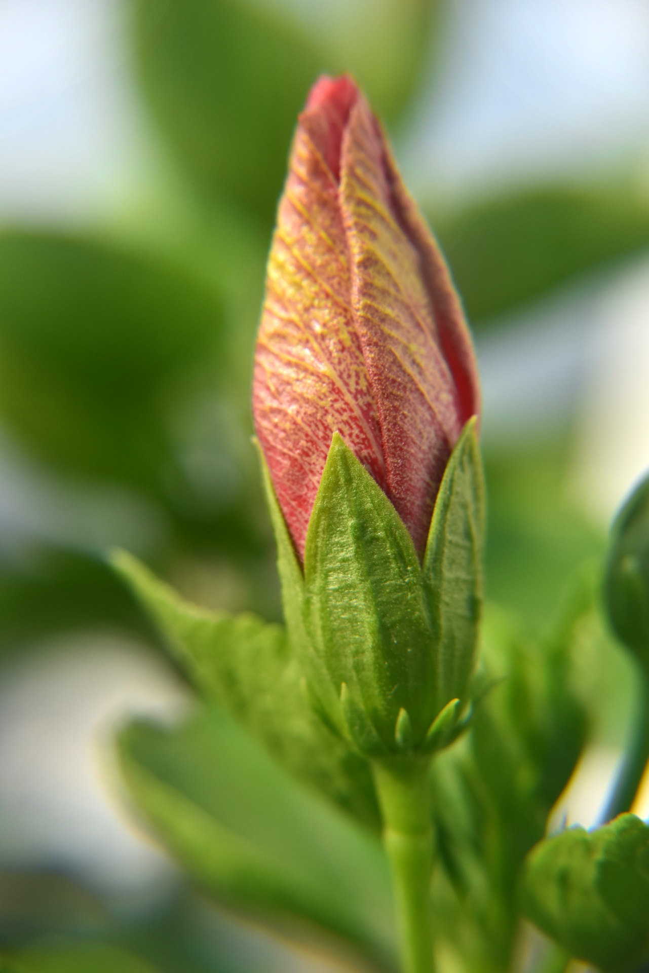 hibiscus bud flower free photo