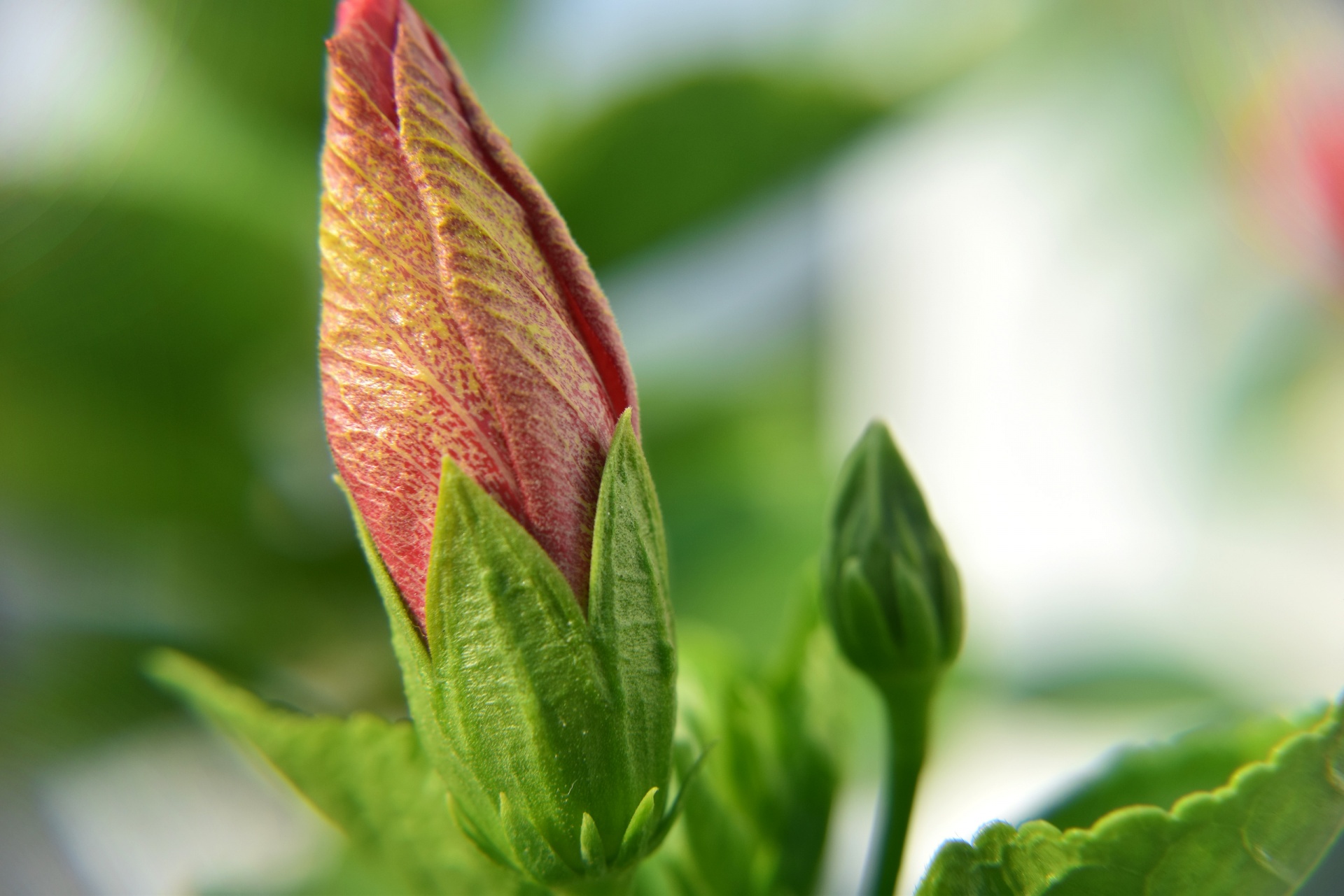 hibiscus bud flower free photo