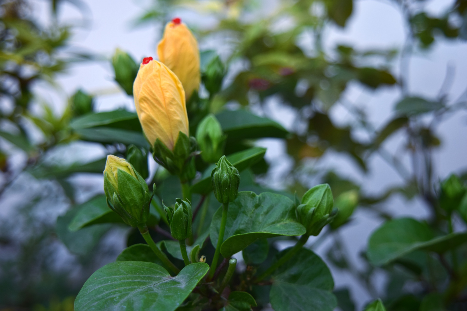 hibiscus buds yellow free photo