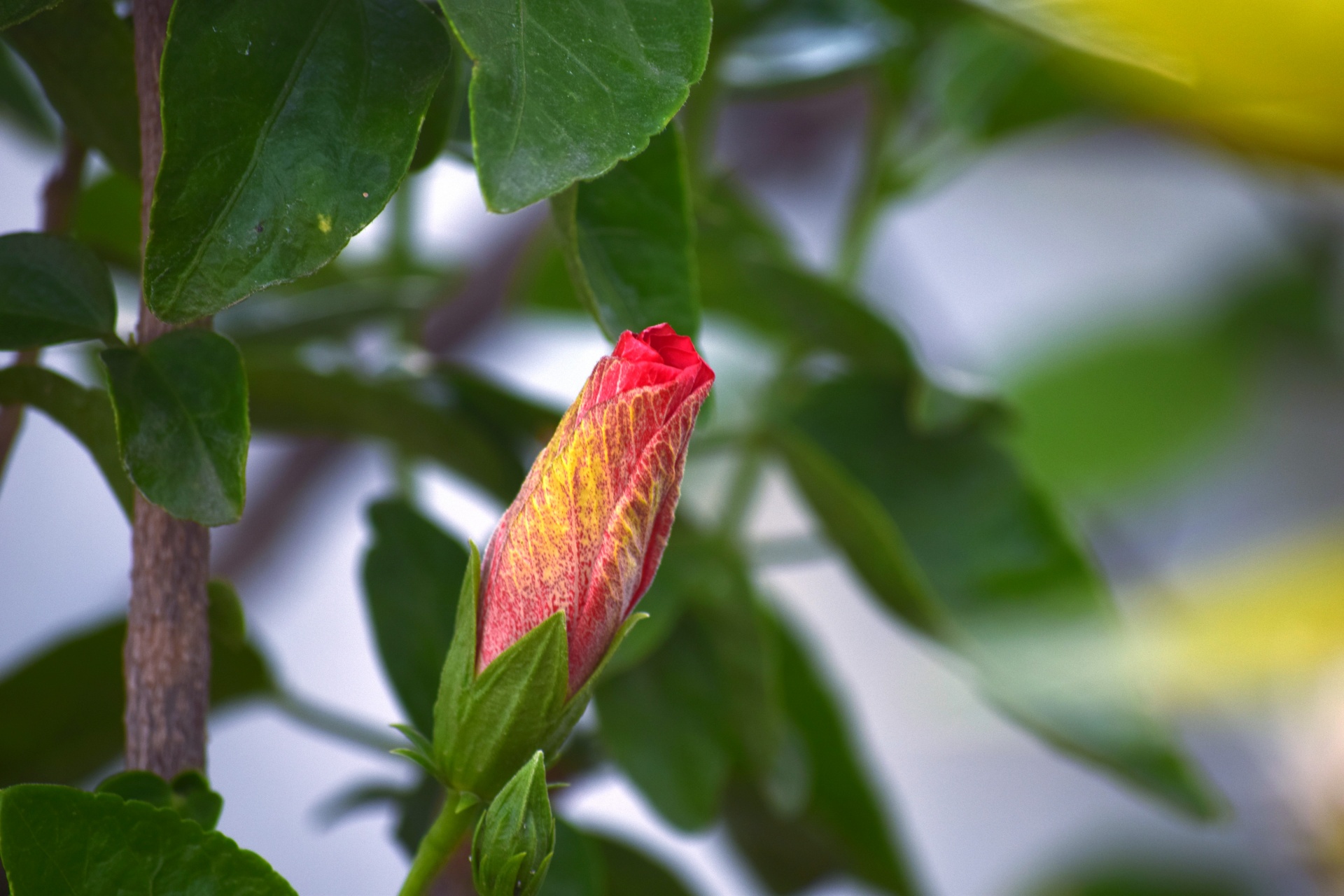 hibiscus red buds free photo