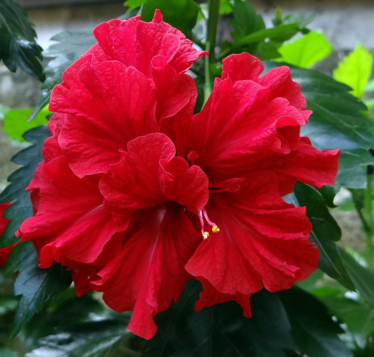 hibiscus-double red flower free photo