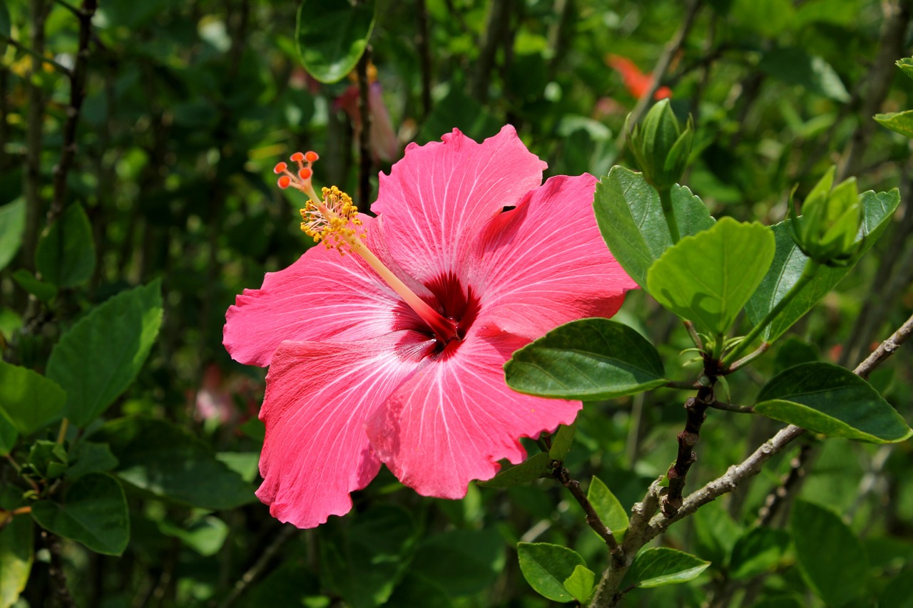 hibiscus flower red natural free photo