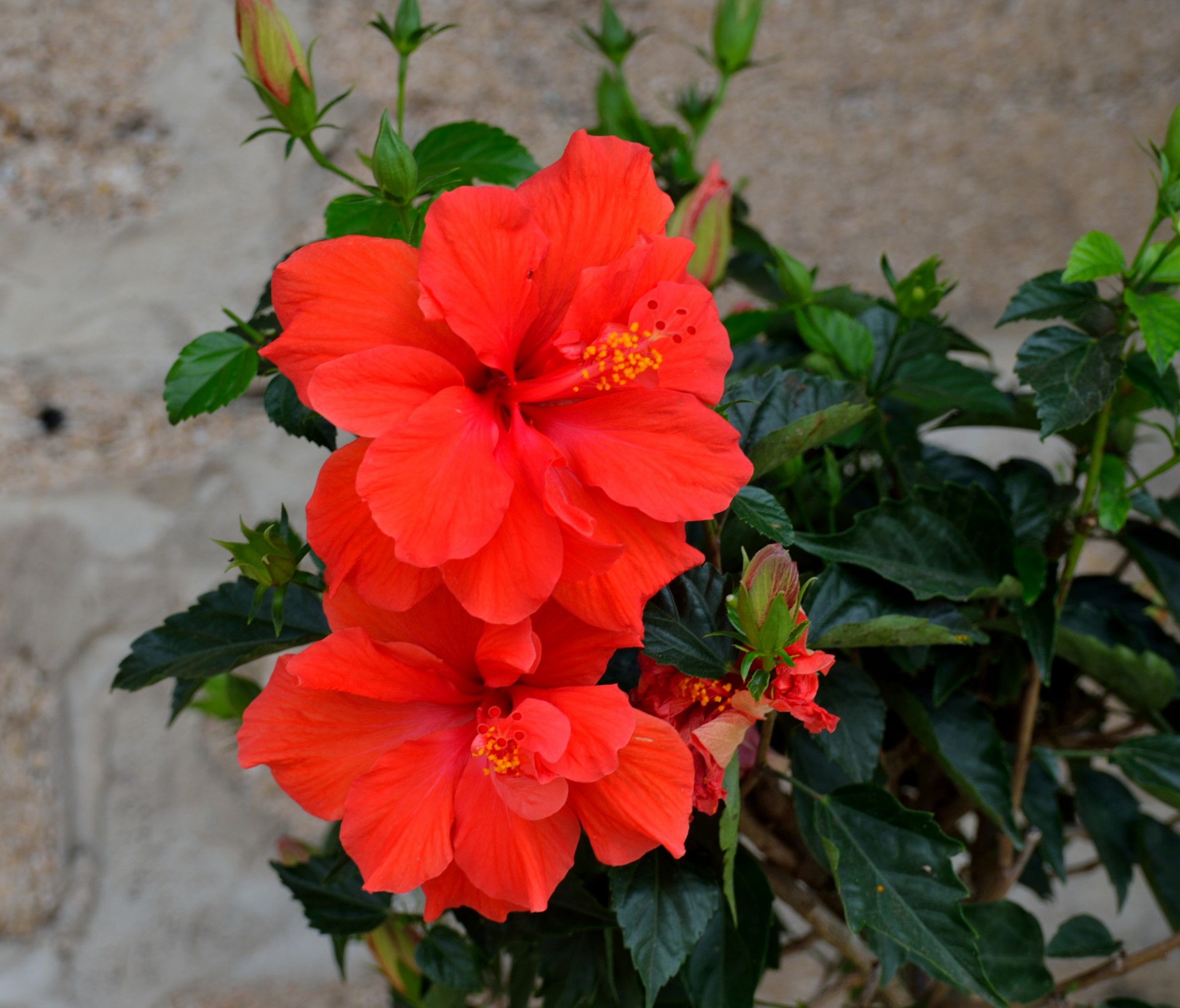 hibiscus flower rain free photo