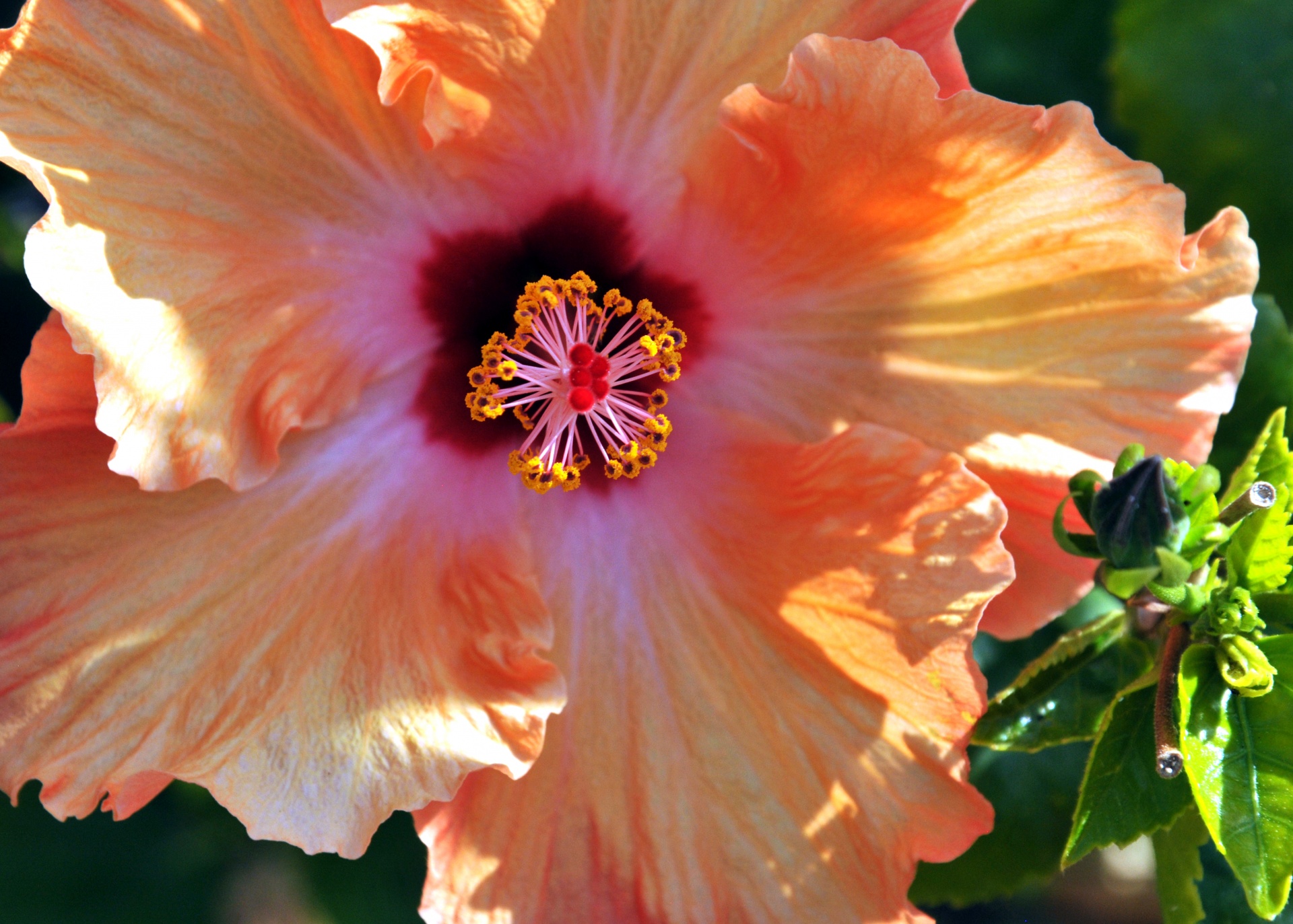 hibiscus orange flower free photo