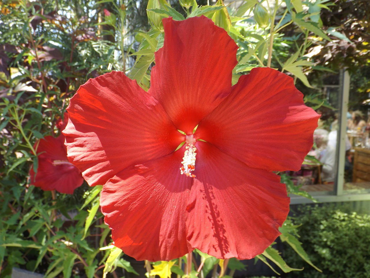 hibiscus red flower vibrant free photo