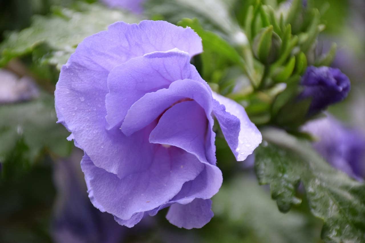 hibiscus flower blue rain free photo