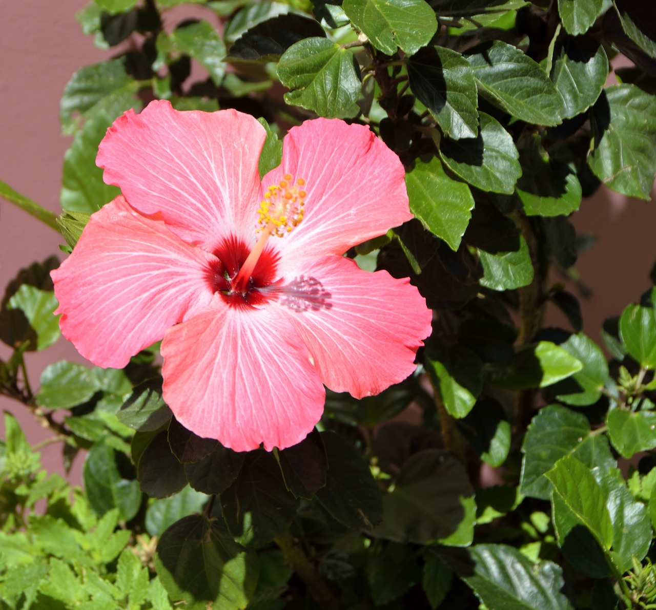 hibiscus flower vibrant pink free photo