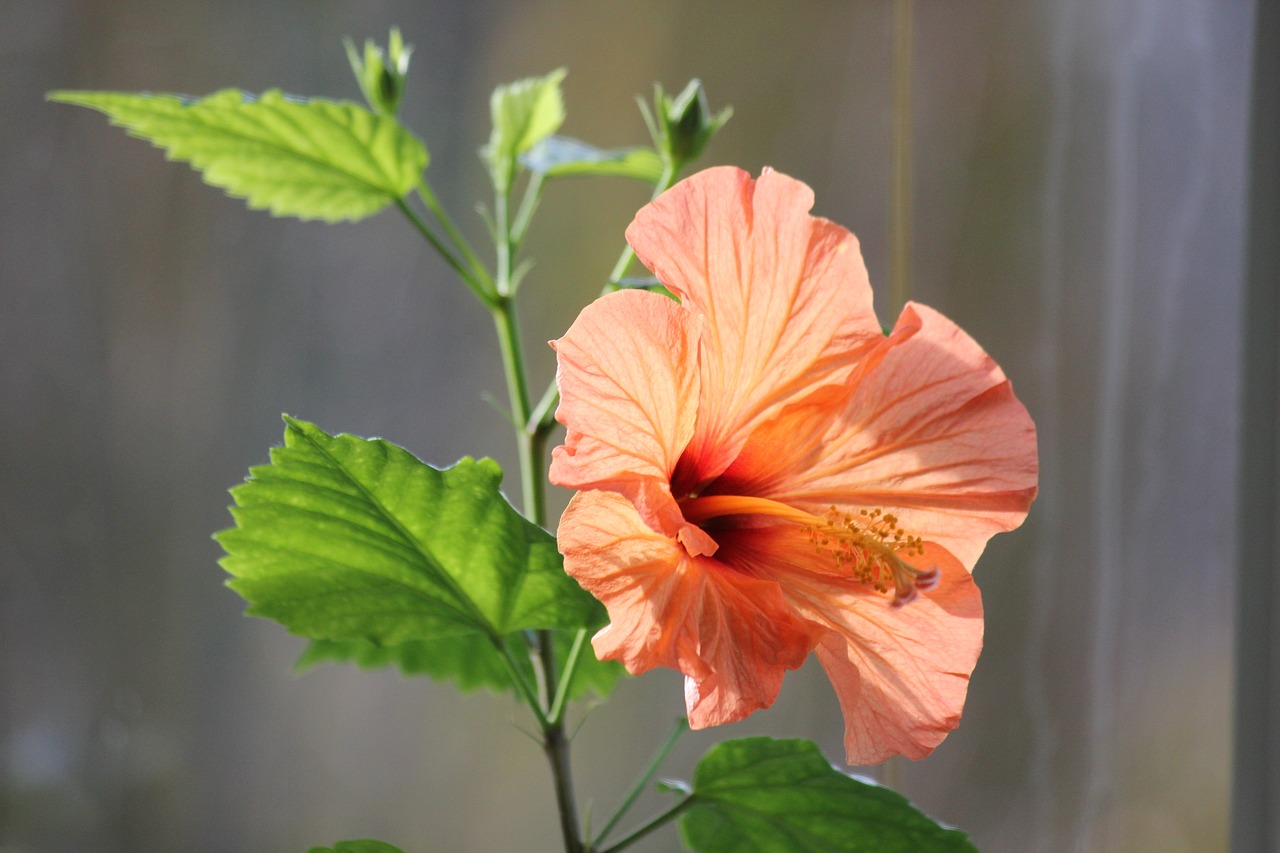 hibiscus flower red hibiscus free photo