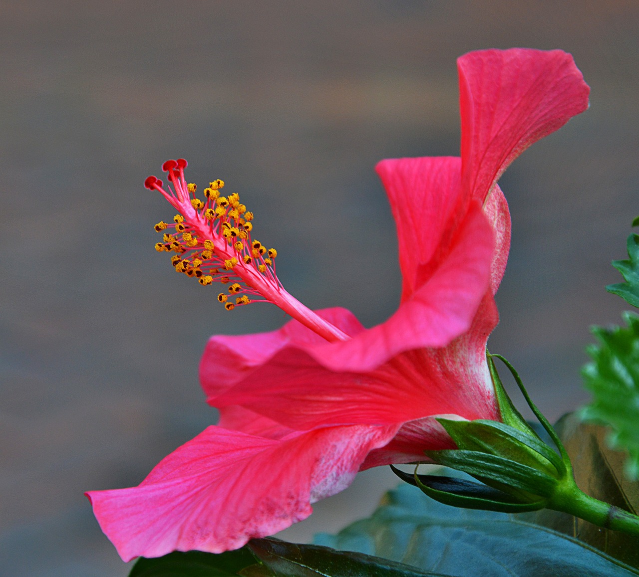 hibiscus flower red flower free photo