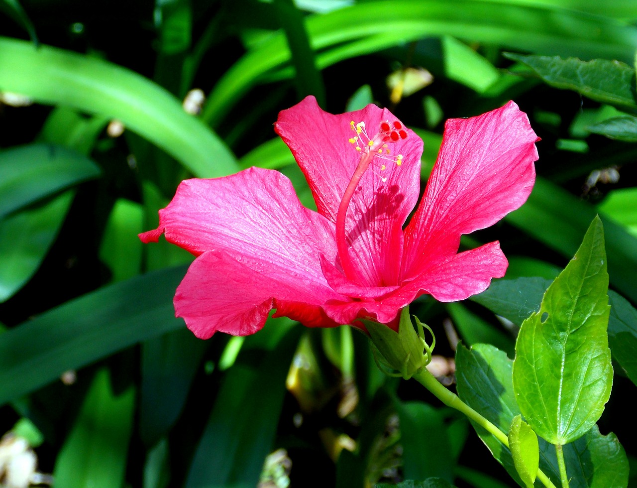 hibiscus flower hibiscus blossom free photo
