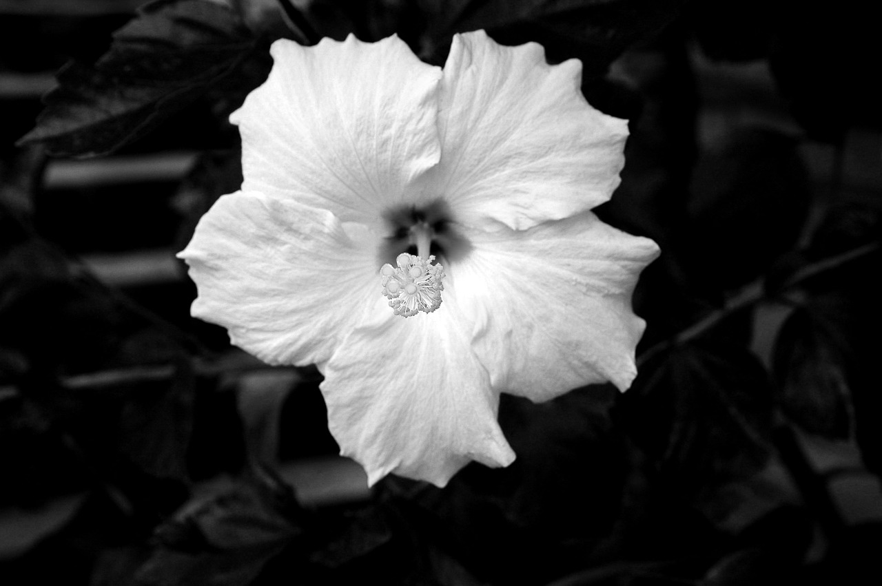 hibiscus flower  floral  plant free photo