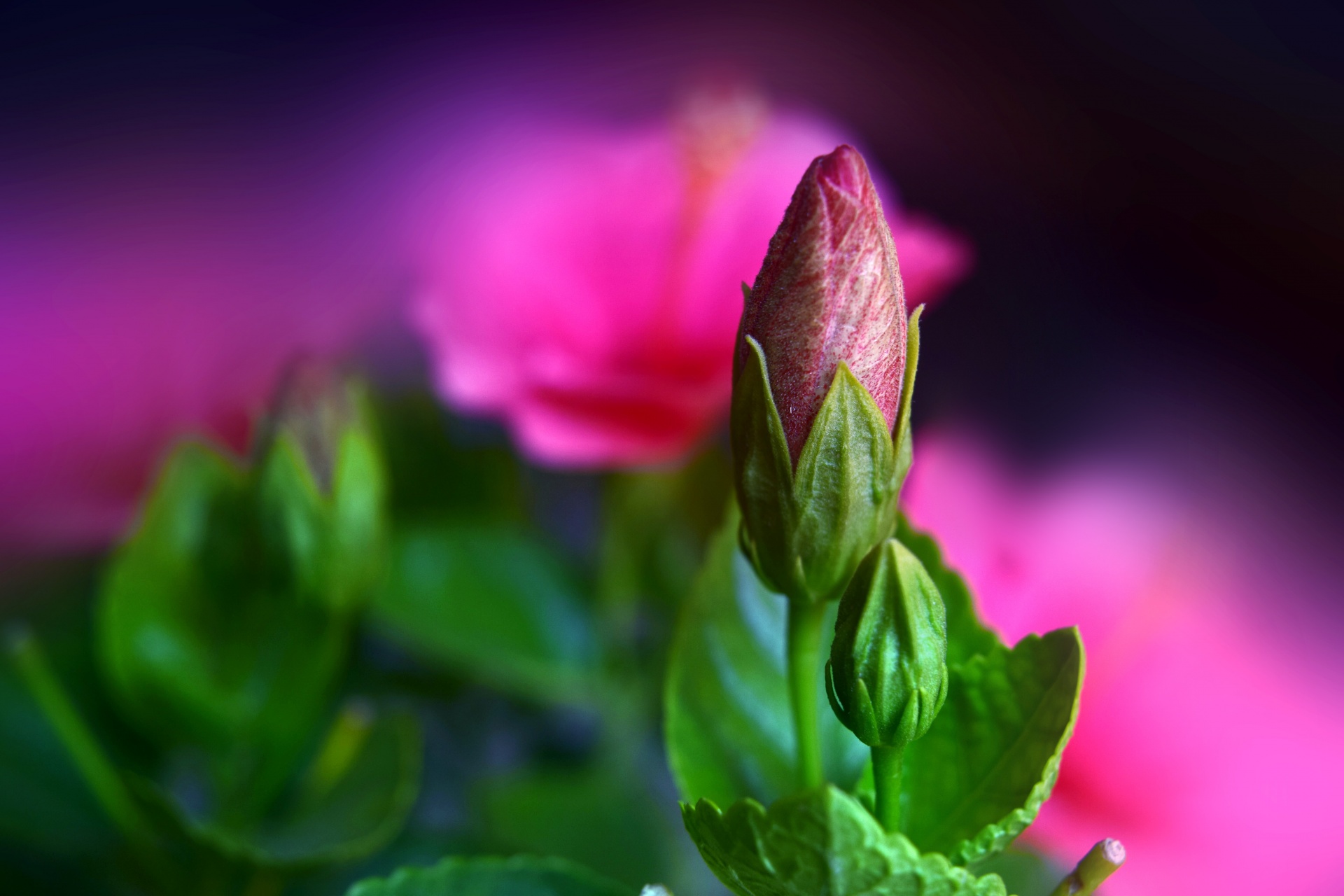 hibiscus bud nature free photo