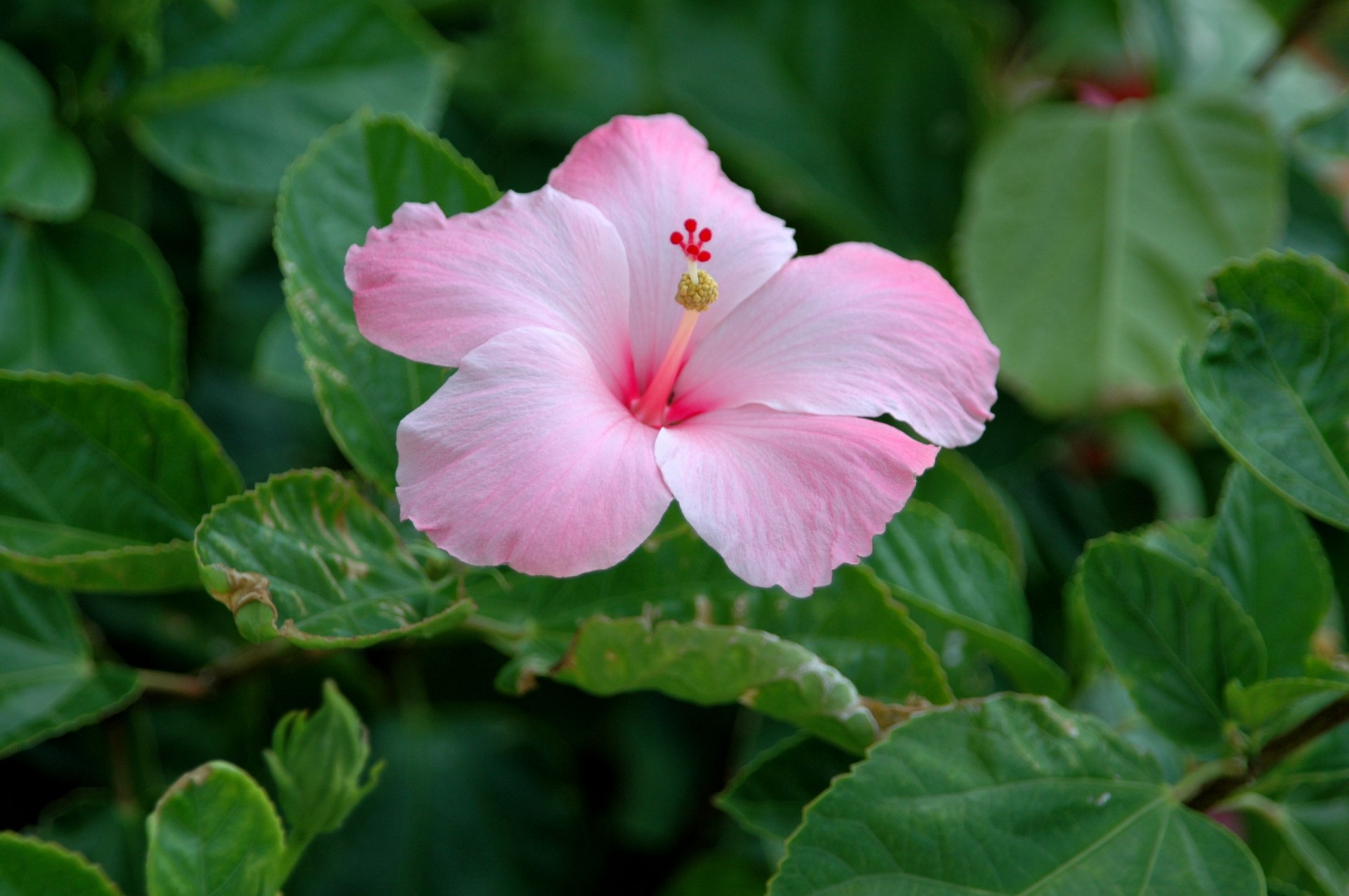 pink hibiscus flower floral free photo