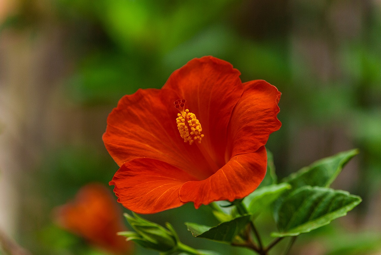 hibiscus flowers beautiful flowers flowers free photo