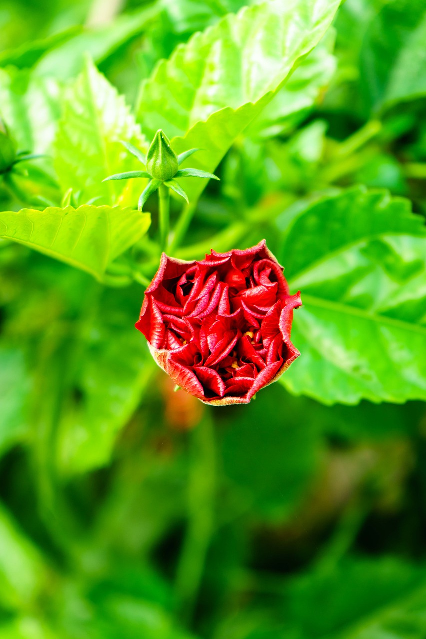 hibiscus flowers  nature  plant free photo