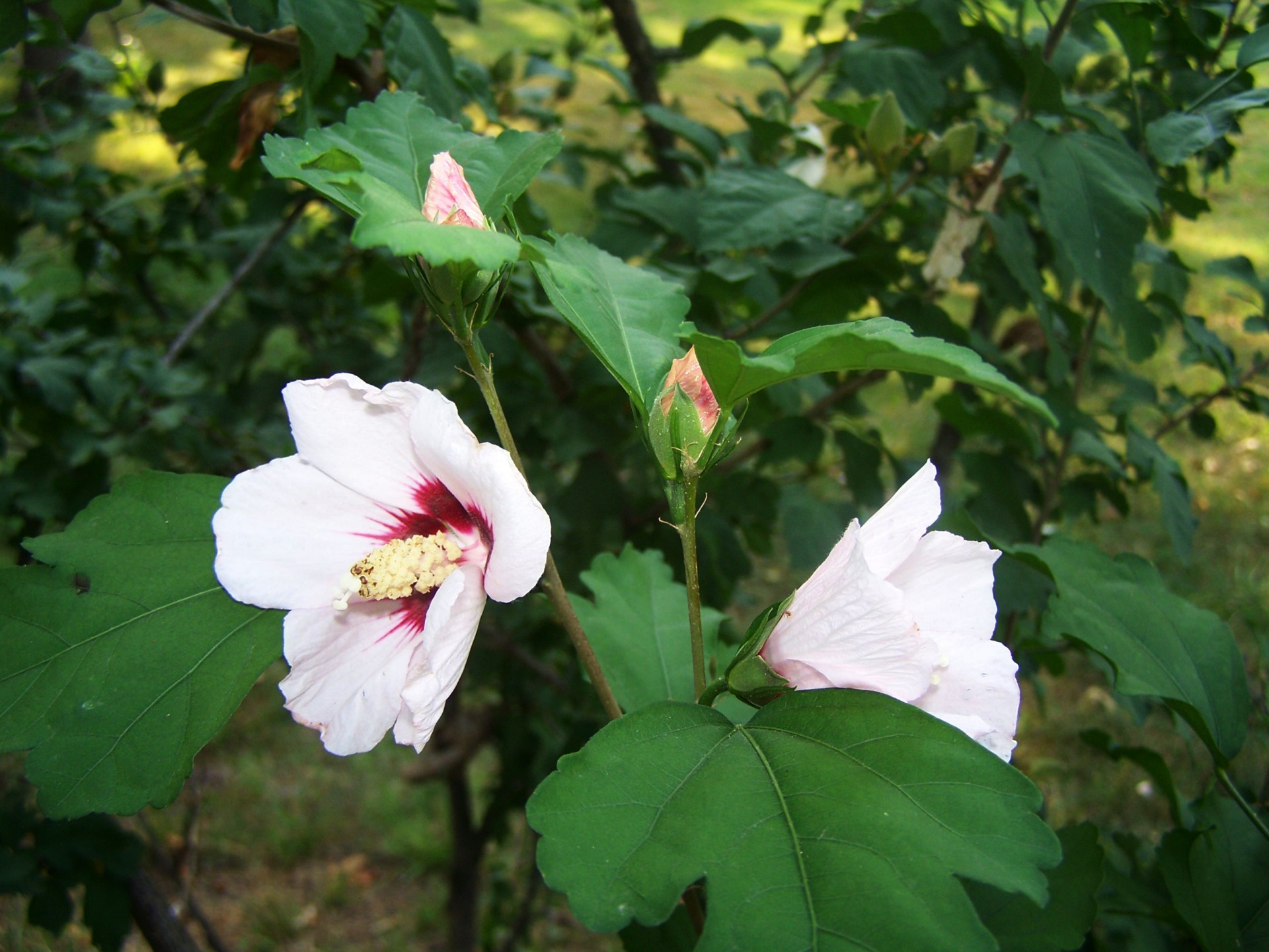 hibiscus flower bush free photo