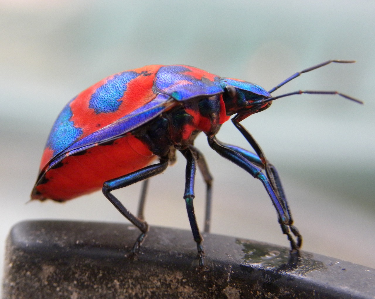 hibiscus harlequin bug tectocoris diophthalmus insects free photo