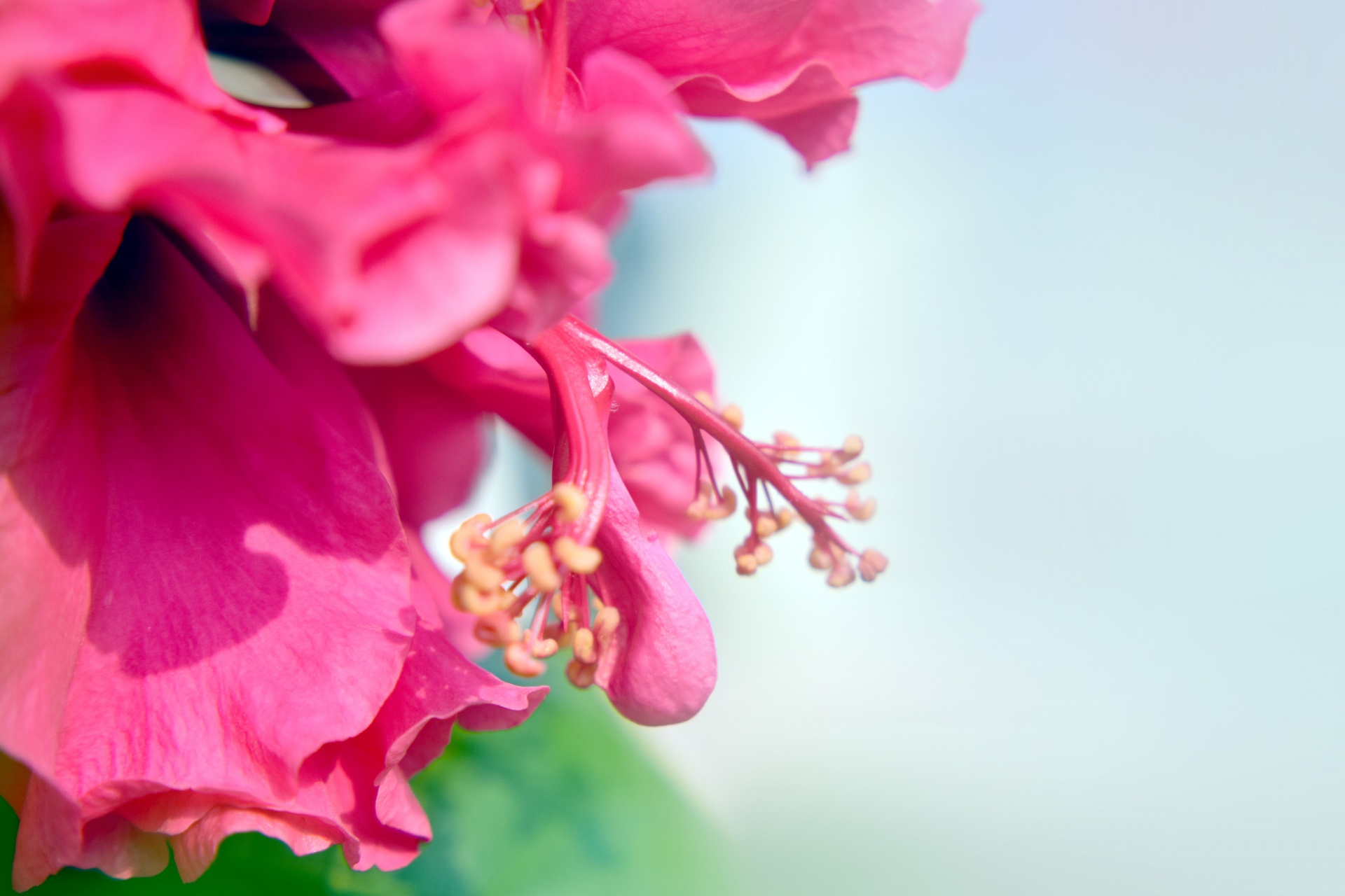 hibiscus macro flower free photo