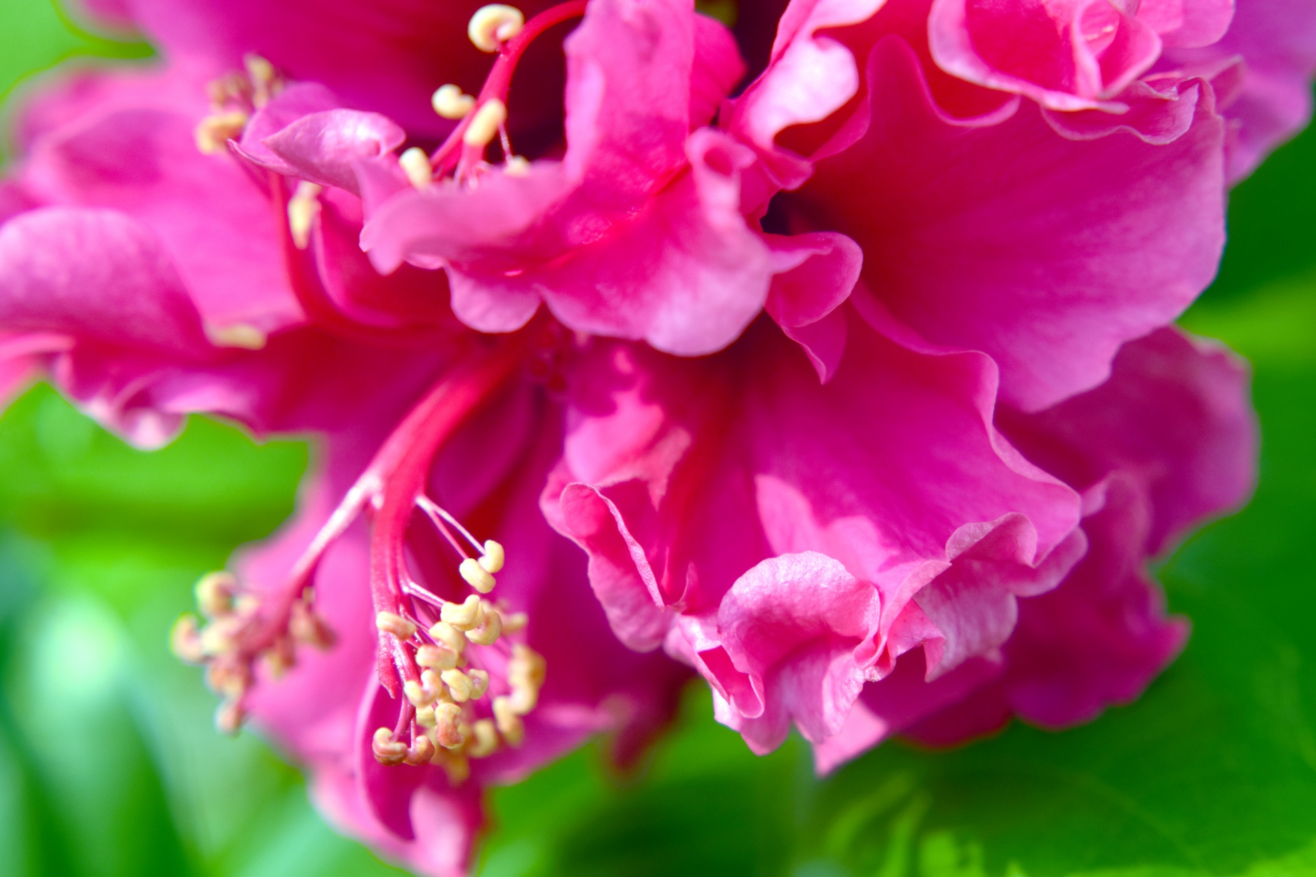 hibiscus macro flower free photo