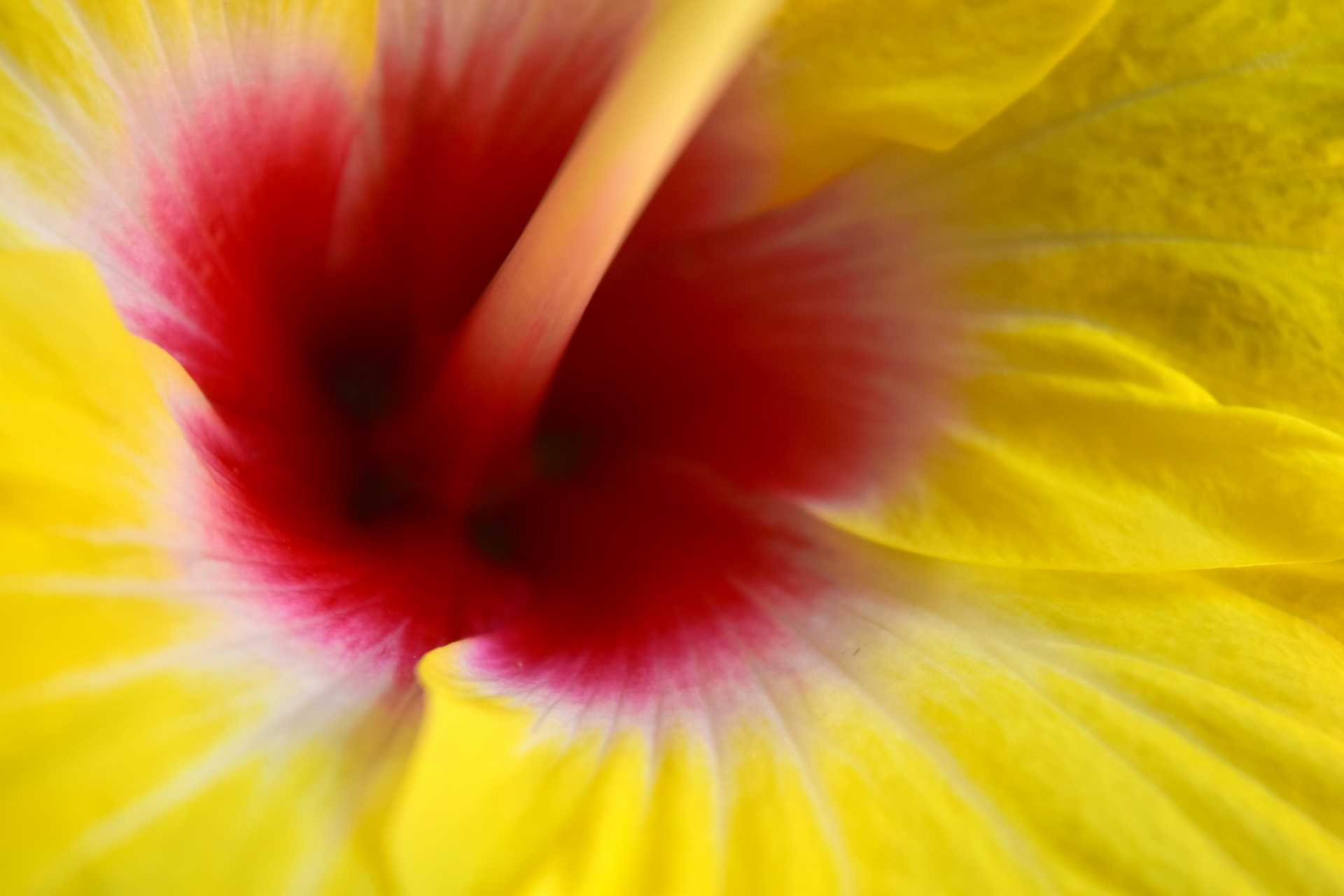 hibiscus yellow petals free photo