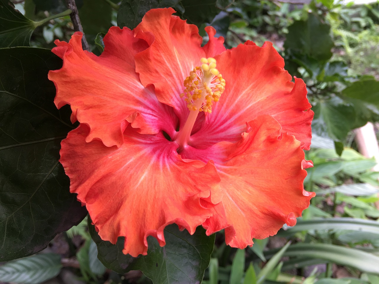 hibiscus orange flower orange free photo