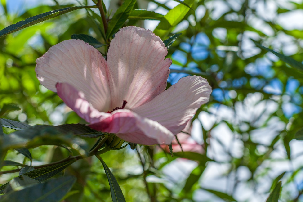 hibiscus pink flower china rose hawaiian hibiscus free photo