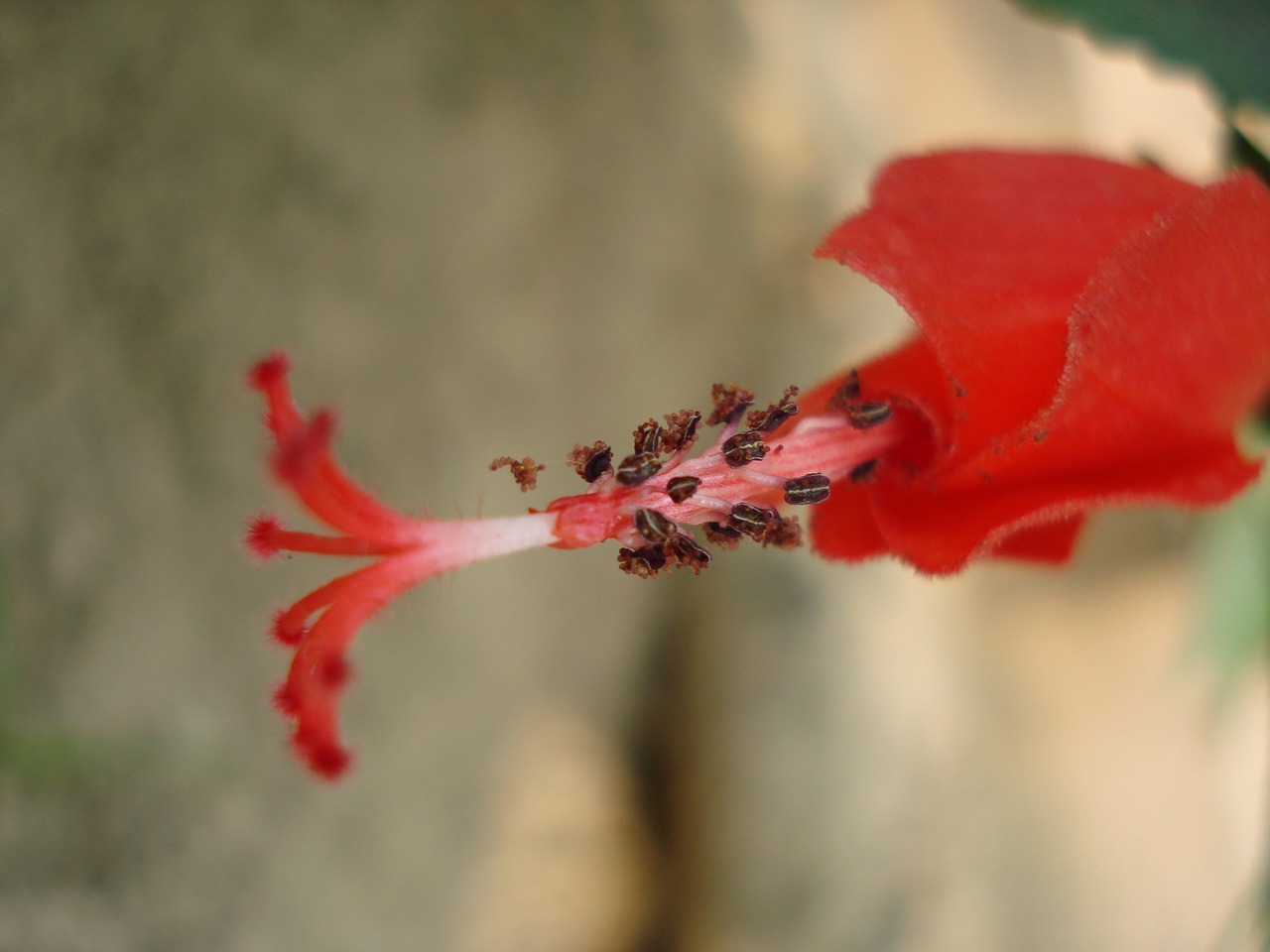 hibiscus rosa flower red free photo