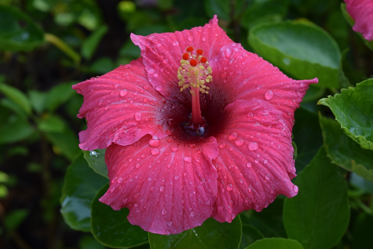 hibiscus rosa-sinensis flower pink free photo