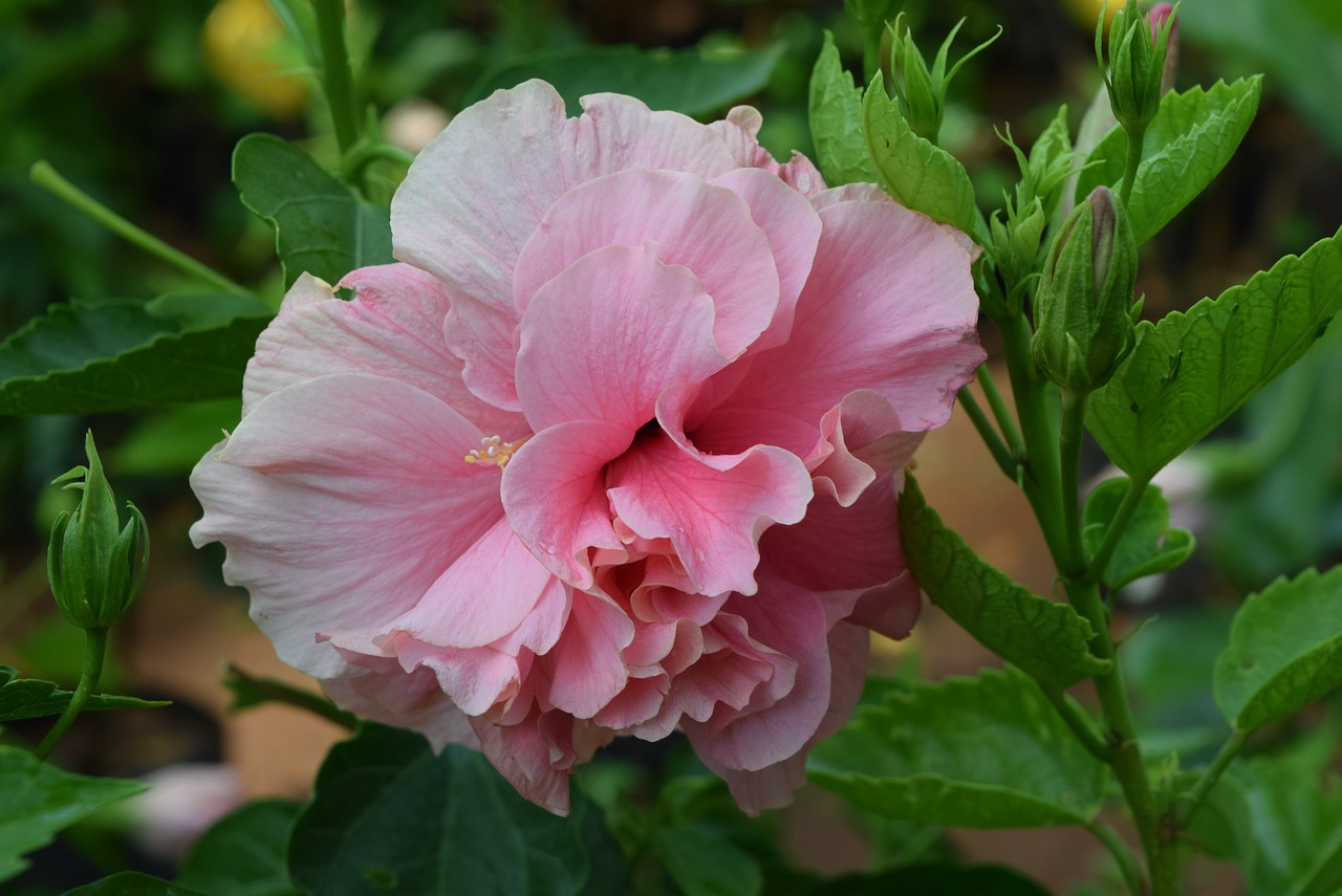 hibiscus rosa-sinensis flower pink free photo