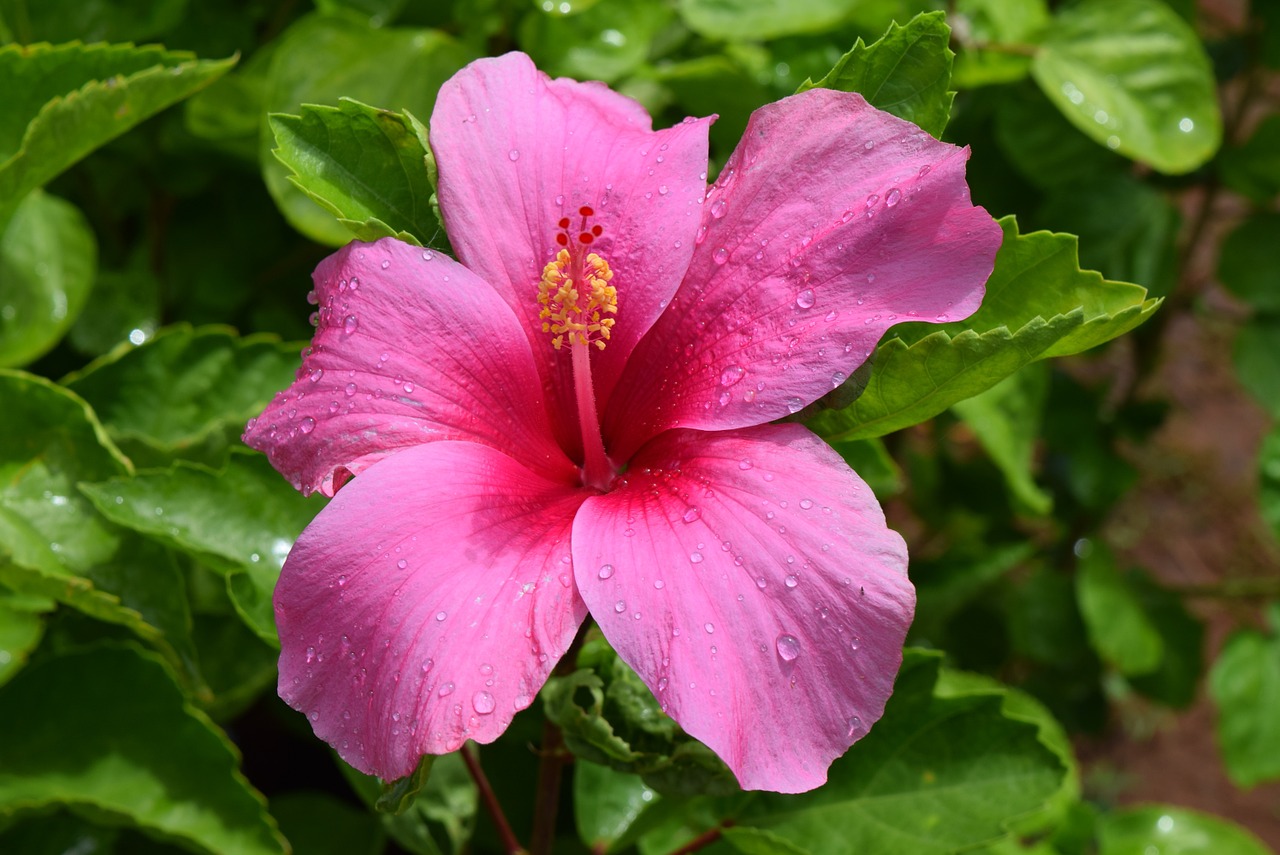hibiscus rosa-sinensis flower free photo