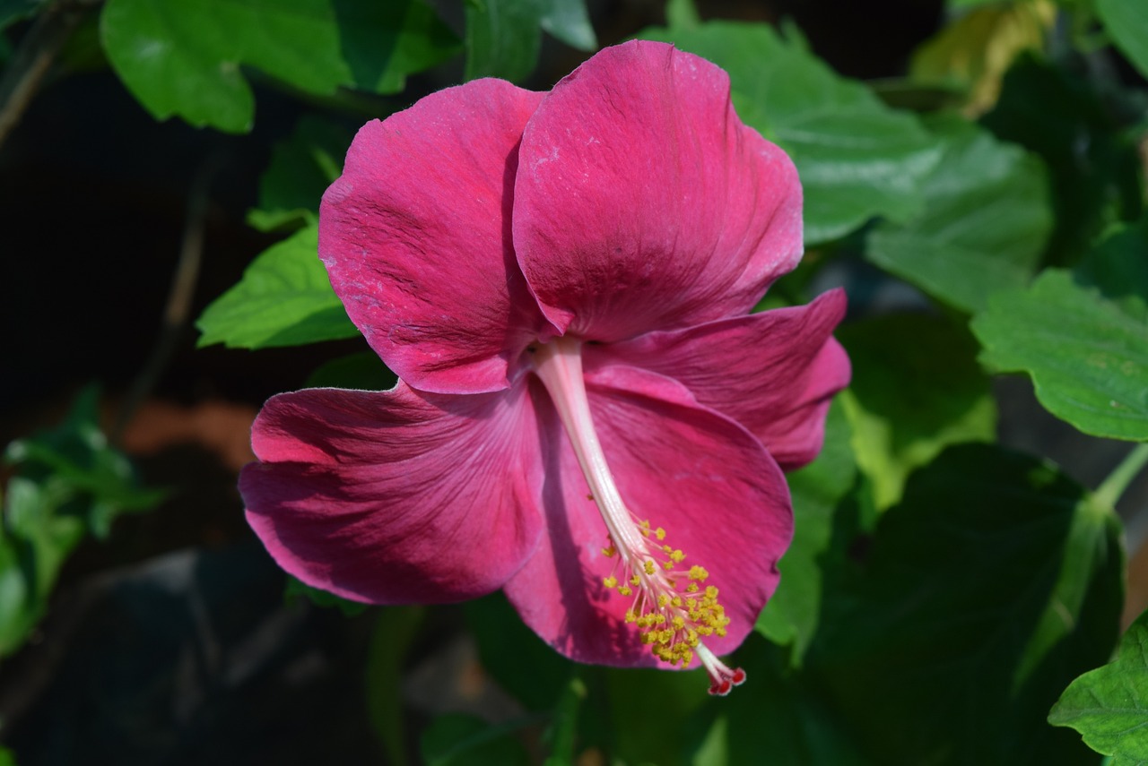 hibiscus rosa-sinensis flower magenta free photo