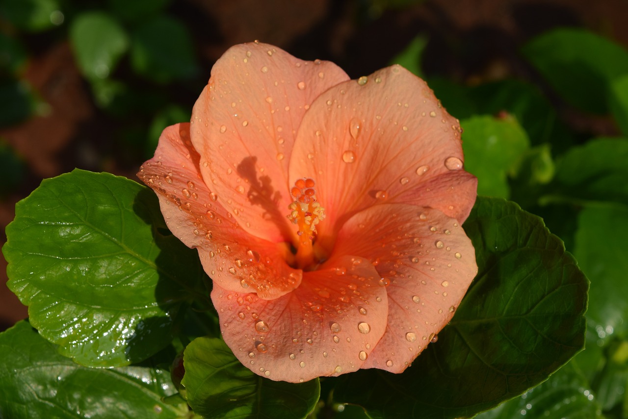 hibiscus rosa-sinensis flower orange free photo
