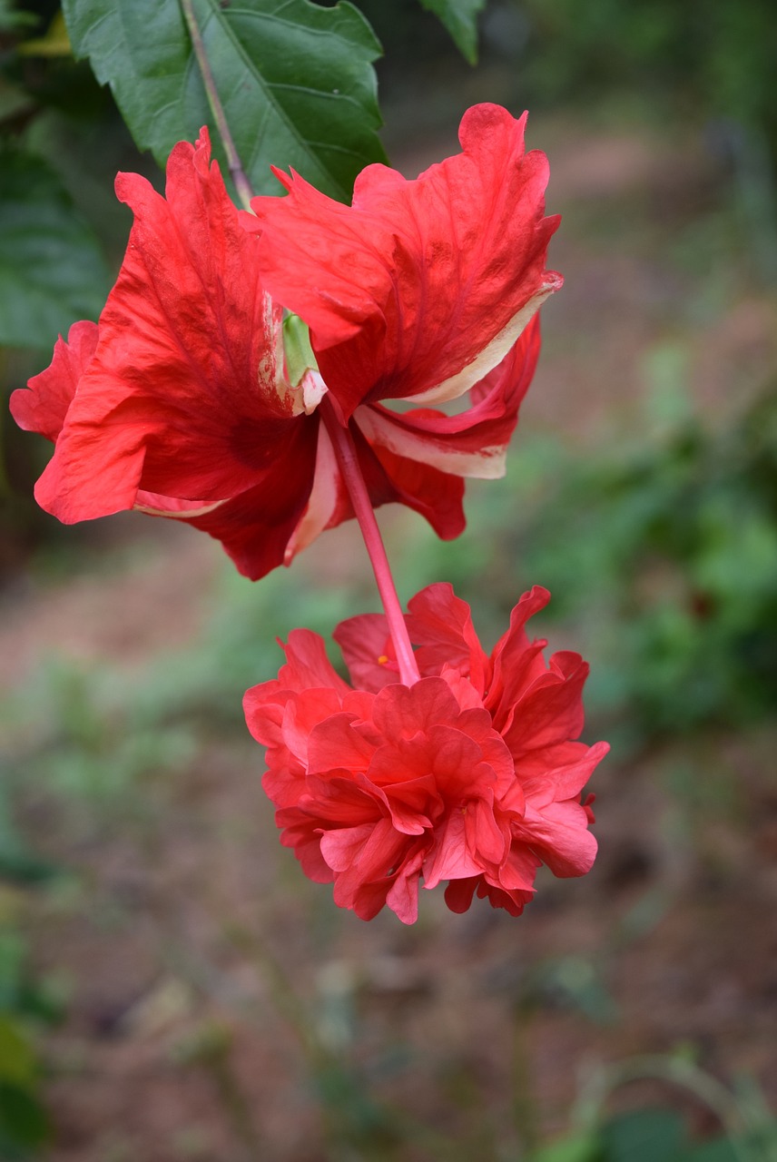 hibiscus rosa-sinensis flower red double free photo