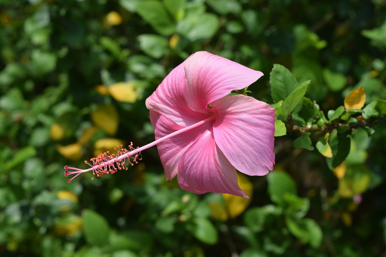 hibiscus rosa-sinensis flower free photo