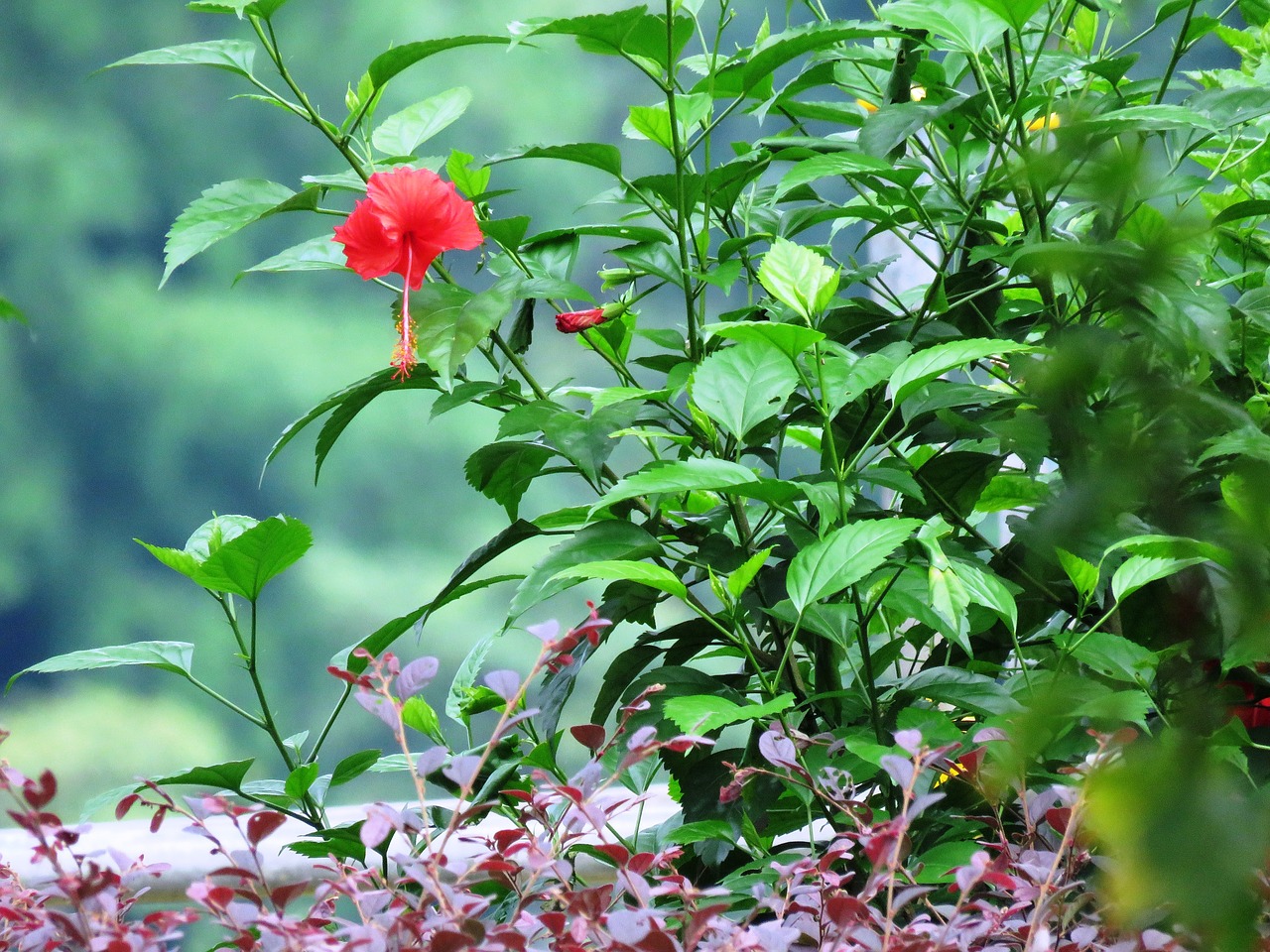 hibiscus rosa-sinensis herbal flower free photo