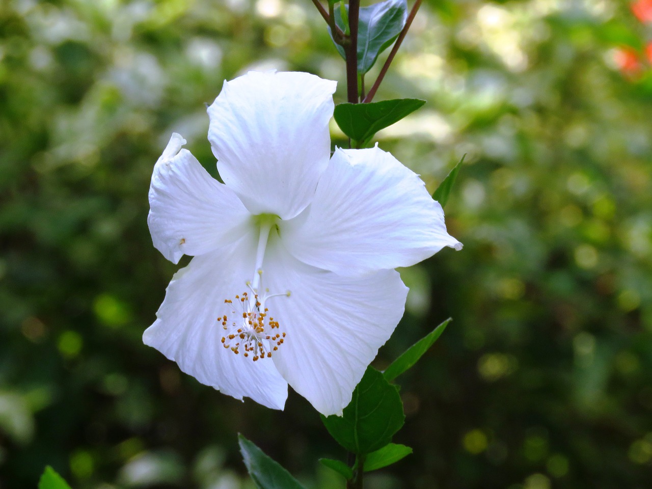 hibiscus rosa sinensis flower white free photo