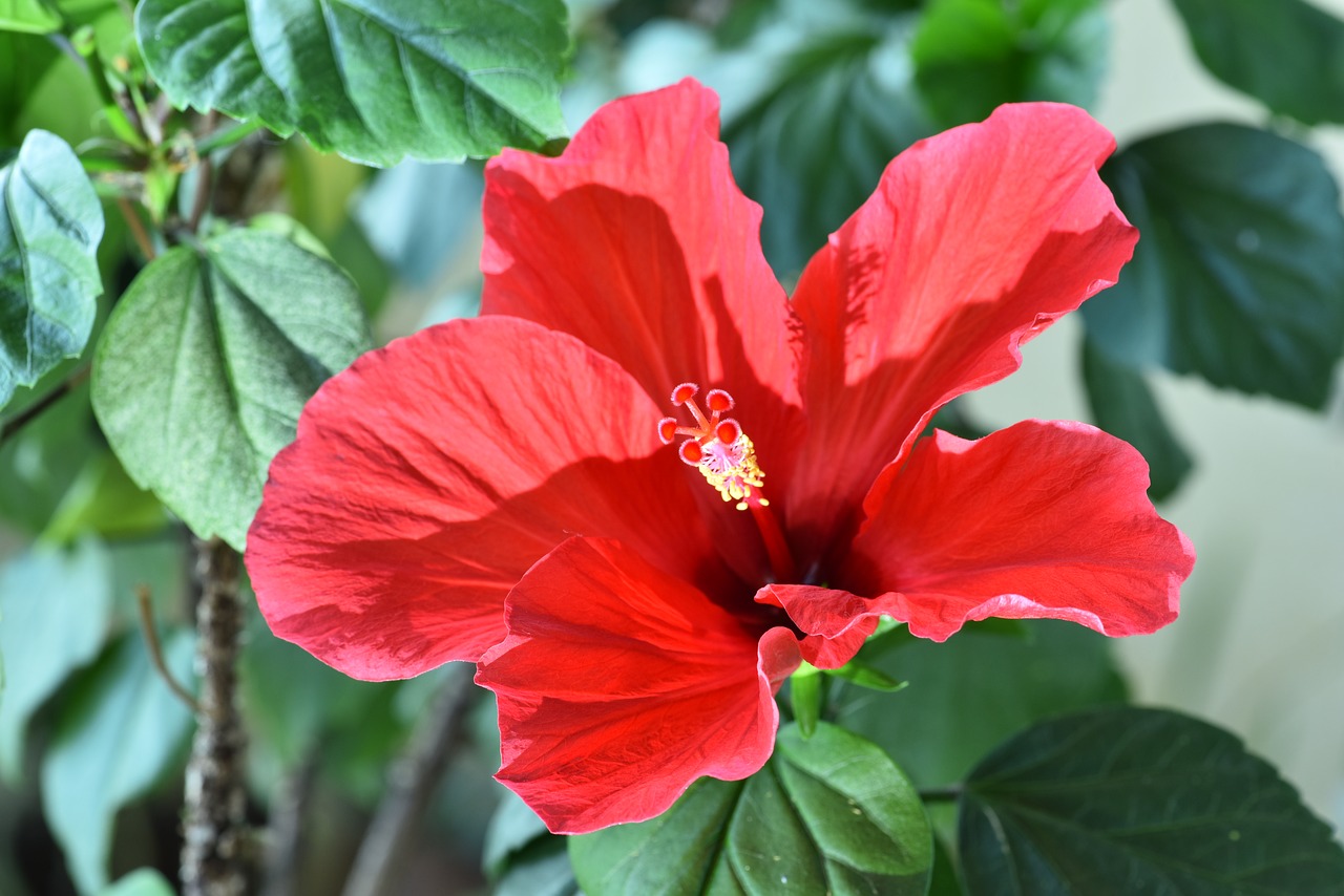 hibiscus rose-sinensis injury phone hawaiian hibiscus free photo