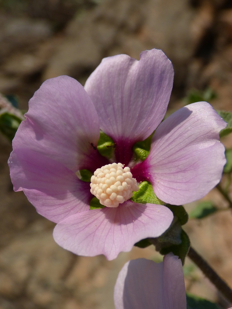 hibiscus syriacus syrian rose wild flower free photo