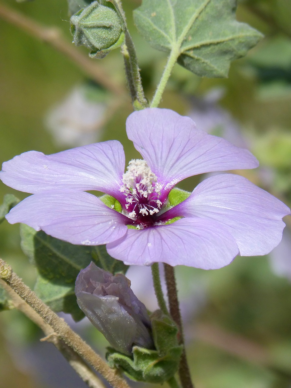 hibiscus syriacus  syrian rose  wild flower free photo