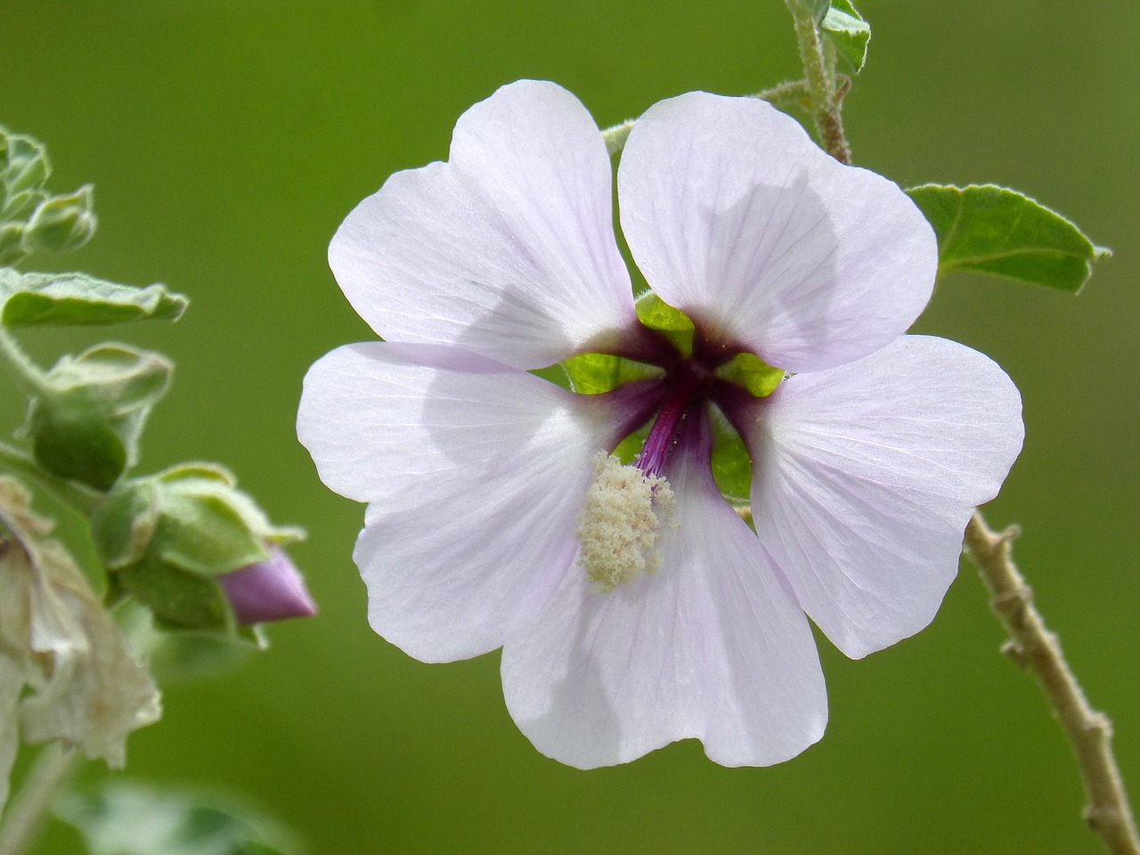 hibiscus syriacus  syrian rose  wild flower free photo