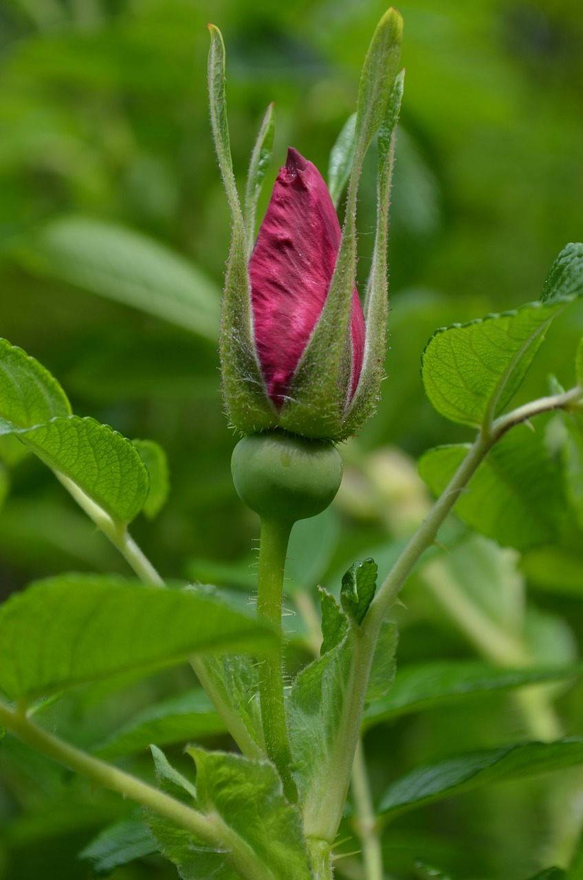 hibsikus blossom bloom free photo